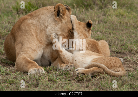 Stock Foto di due lion cubs giocare con l'acqua. Foto Stock