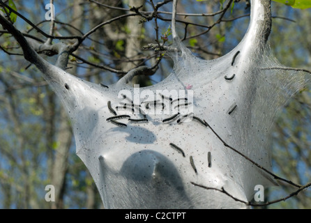 Tenda orientale i bruchi (Malacosoma americanum) su albero in primavera Foto Stock