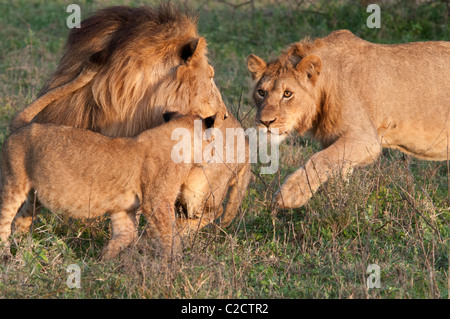Foto di stock di un Lion cub nascondendo da suo padre, dal suo vecchio i gemelli. Foto Stock