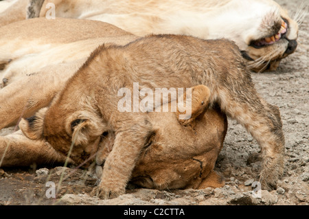 Foto di stock di un Lion cub salto sulla sua mamma del capo. Foto Stock