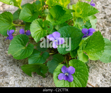 Comune di Blue Violet (Viola sororia) Foto Stock