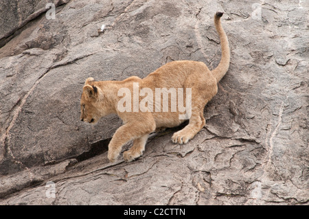 Foto di stock di un Lion club salendo attraverso la faccia di un kopje rock. Foto Stock