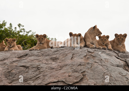 Foto di stock di sei cuccioli di Leone seduto in una fila sulla cima di una roccia kopje. Foto Stock