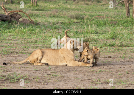 Foto di stock di tre lion cubs giocano con la loro mamma. Foto Stock
