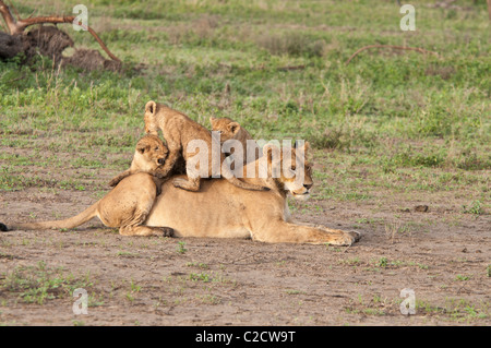 Foto di stock di tre lion cubs giocando sulla parte superiore della loro mamma. Foto Stock