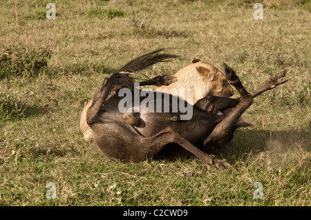 Foto di stock di una leonessa wrestling un gnu al suolo. Foto Stock