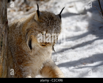 Femmina Lynx di Canada concentrando in preda all'ombra di una foresta di inverno con neve Muskoka Ontario del nord Foto Stock