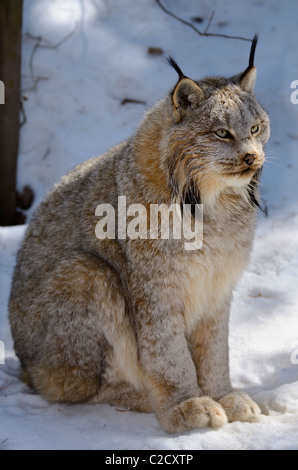 Ritratto di un Lynx di Canada gatto selvatico seduta in una coperta di neve in inverno di Muskoka foresta Nord Ontario Foto Stock