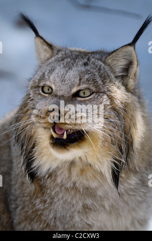 Ringhiando volto femminile di Lynx di Canada all'ombra di una coperta di neve in inverno di Muskoka foresta Nord Ontario Foto Stock