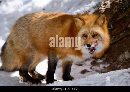 Red Fox pulizia e leccare la sua bocca in un bosco innevato in primavera di muskoka ontario Foto Stock