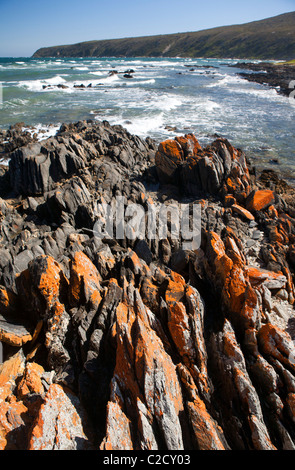 Il rame Cove in Narawntapu National Park Foto Stock