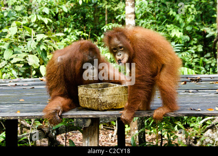 La madre e il giovane orangutan a stazione di alimentazione, Tanjung messa National Park, Kalimantan centrale, Borneo, Indonesia Foto Stock