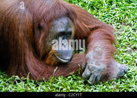 Orangutan femmina giacente su erba, Borneo, Indonesia Foto Stock