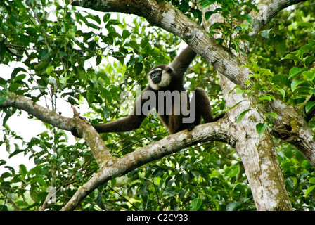 Agile gibbone (maschio) seduta nella struttura ad albero, Borneo, Indonesia Foto Stock