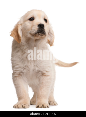 Cucciolo golden retriever, 20 settimane, in piedi contro lo sfondo bianco Foto Stock