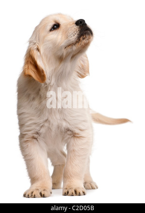 Cucciolo golden retriever, 20 settimane, in piedi contro lo sfondo bianco Foto Stock