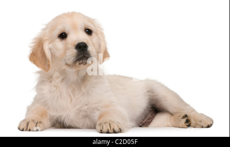 Cucciolo golden retriever, 20 settimane di età, che giace contro uno sfondo bianco Foto Stock