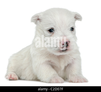 West Highland White Terrier cucciolo, 4 settimane di età, contro uno sfondo bianco Foto Stock