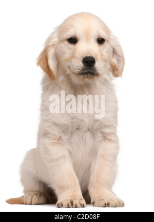 Cucciolo golden retriever, 20 settimane, seduti contro uno sfondo bianco Foto Stock