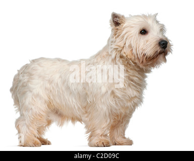 West Highland White Terrier, 3 anni, contro uno sfondo bianco Foto Stock