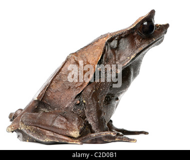 A becco lungo Rana cornuta, Megophrys nasuta, di fronte a uno sfondo bianco Foto Stock