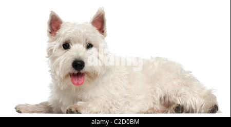 West Highland White Terrier, 10 mesi di età, disteso di fronte a uno sfondo bianco Foto Stock