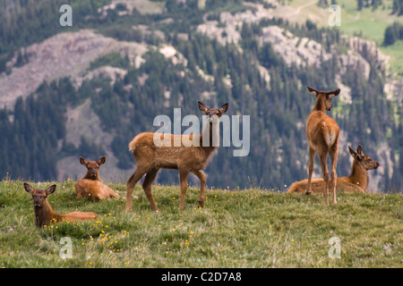 Elk vitelli in appoggio sulla montagna alta prato in Rocky Mountain National Park. Foto Stock