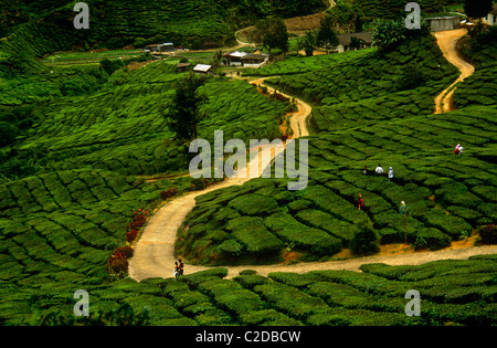 Il clima in Cameron Highlands sulla costa ovest è perfetto per la coltivazione del tè bush Camelia sinensis . Sono colline Foto Stock