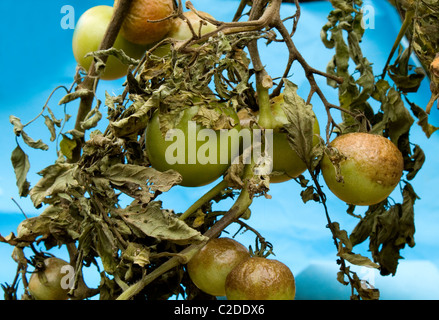 Le piante di pomodoro che soffrono di avvizzimento di pomodoro. ( Phytophthora infestans ) Foto Stock