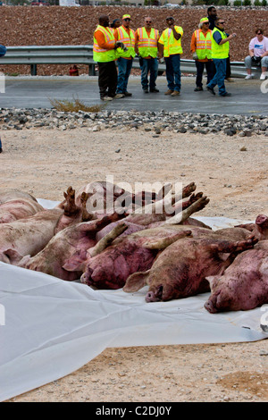 Un semi-rimorchio camion piena di suini si è ribaltato uccidendo tutti ma alcuni degli animali. La pulizia ha preso la maggior parte del giorno provocando Foto Stock