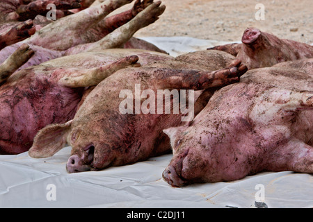 Un semi-rimorchio camion piena di suini si è ribaltato uccidendo tutti ma alcuni degli animali. La pulizia ha preso la maggior parte del giorno provocando Foto Stock