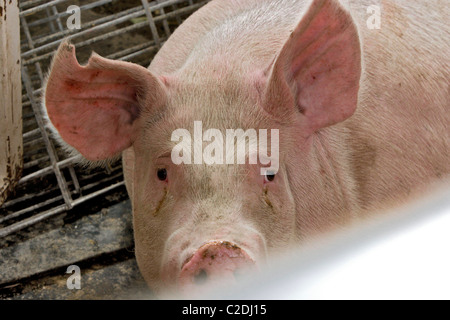 Un semi-rimorchio camion piena di suini si è ribaltato uccidendo tutti ma alcuni degli animali. La pulizia ha preso la maggior parte del giorno provocando Foto Stock