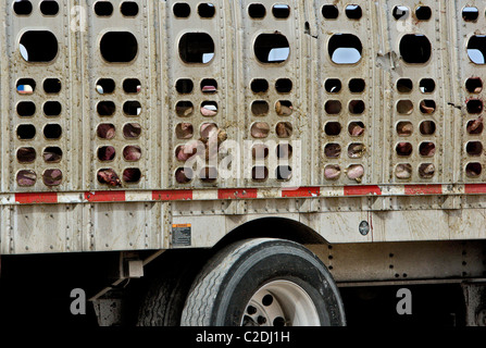 Un semi-rimorchio camion piena di suini si è ribaltato uccidendo tutti ma alcuni degli animali. La pulizia ha preso la maggior parte del giorno provocando Foto Stock