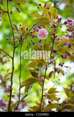 Cherry tree blossom of Prunus Kanzan Foto Stock