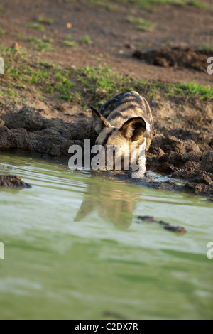 African Wild Dog (Lycaon pictus) Foto Stock