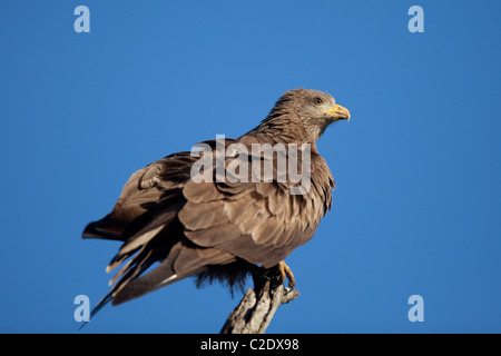 Brown Snake Eagle (Circaetus cinereus). Foto Stock