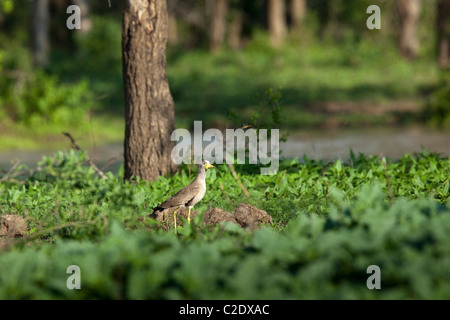 Wattled africana Pavoncella (Vanellus senegallus). Foto Stock