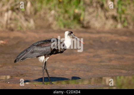 Lanosi colli (Stork Ciconia Episcopus) Foto Stock
