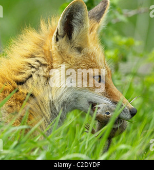 Red Fox (Vulpes vulpes vulpes). Il Parco Nazionale del Grand Teton, Wyoming negli Stati Uniti. La primavera del 2008. Fox madre con una massa di scoiattolo. Foto Stock