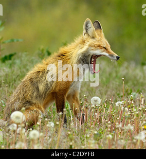 Red Fox sbadigli in un prato di primavera Foto Stock