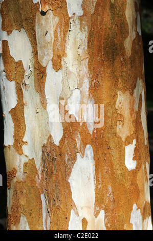 Luma apiculata Mirto cileno una specie di albero in genere Luma Foto Stock