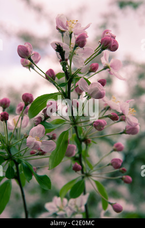 Cherry Tree blossom Foto Stock