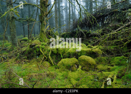 Coed Llyn y Garnedd, una miscela di secolo la foresta e la antica semi-bosco naturale in Gwynedd, il Galles del Nord. Foto Stock