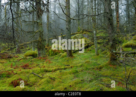 Coed Llyn y Garnedd, una miscela di secolo la foresta e la antica semi-bosco naturale in Gwynedd, il Galles del Nord. Foto Stock