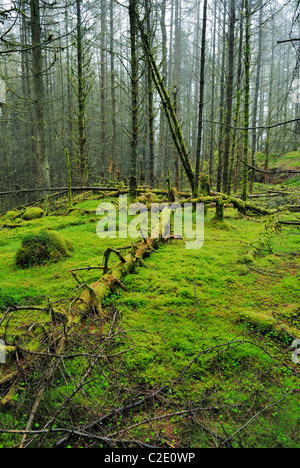 Coed Llyn y Garnedd, una miscela di secolo la foresta e la antica semi-bosco naturale in Gwynedd, il Galles del Nord. Foto Stock