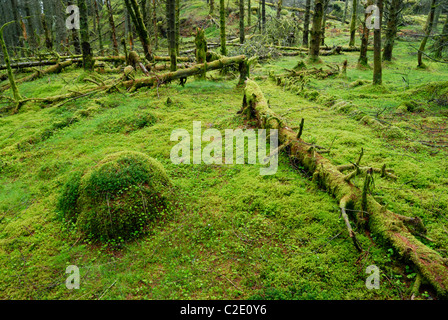 Coed Llyn y Garnedd, una miscela di secolo la foresta e la antica semi-bosco naturale in Gwynedd, il Galles del Nord. Foto Stock