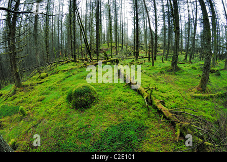 Coed Llyn y Garnedd, una miscela di secolo la foresta e la antica semi-bosco naturale in Gwynedd, il Galles del Nord. Foto Stock