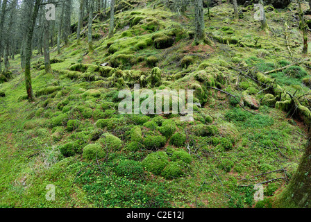 Coed Llyn y Garnedd, una miscela di secolo la foresta e la antica semi-bosco naturale in Gwynedd, il Galles del Nord. Foto Stock