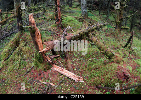 Coed Llyn y Garnedd, una miscela di secolo la foresta e la antica semi-bosco naturale in Gwynedd, il Galles del Nord. Foto Stock