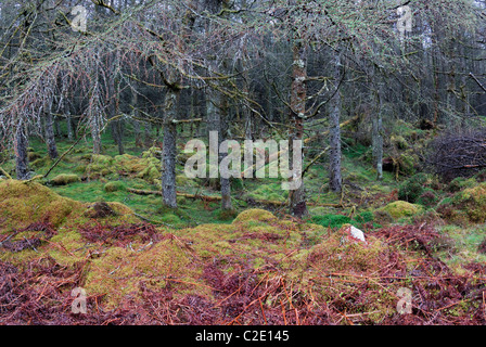 Coed Llyn y Garnedd, una miscela di secolo la foresta e la antica semi-bosco naturale in Gwynedd, il Galles del Nord. Foto Stock